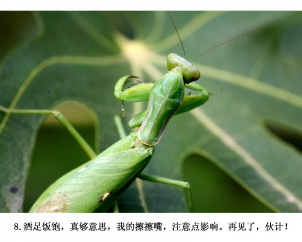 6.(组照)蜘蛛和螳螂.JPG