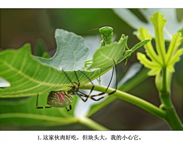 1.(组照)蜘蛛和螳螂.jpg