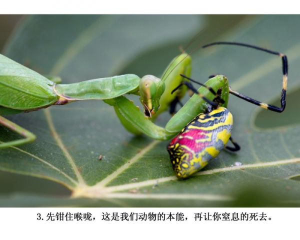 3.(组照)蜘蛛和螳螂.JPG