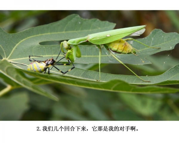 2.(组照)蜘蛛和螳螂.JPG