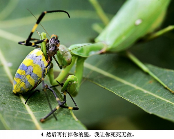 4.(组照)蜘蛛和螳螂.jpg